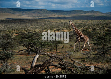 La giraffa reticolata noto anche come la giraffa somala, è originaria della Somalia, sud Etiopia e Kenya settentrionale. Foto Stock