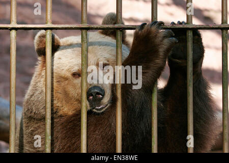 Unione l'orso bruno (Ursus arctos) nella gabbia dietro le sbarre, captive, Turingia, Germania Foto Stock