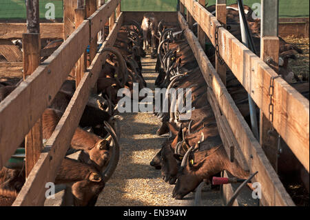 Capre al tempo di alimentazione nella stalla, Othenstorf, Meclemburgo-Pomerania, Germania Foto Stock