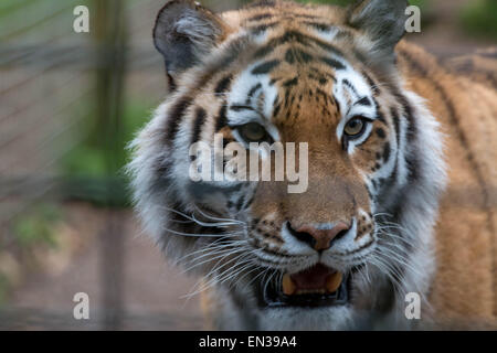 Port Lympne, Kent, Regno Unito. 25 apr 2015, tigri aspettare con ansia come custodi appendere le carni nel loro recinto Credito: darren Attersley/Alamy Live News Foto Stock