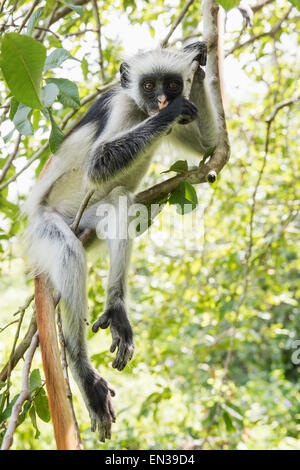 Zanzibar Red Colobus (Procolobus kirkii) seduto su un albero, specie endemiche, Jozani Chwaka Bay National Park, Unguja Foto Stock