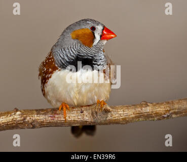 Zebra Finch (taeniopygia guttata) maschio Foto Stock