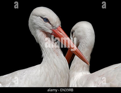 Cicogna bianca (Ciconia ciconia) Foto Stock