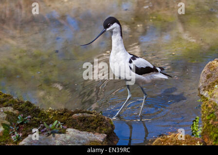 Pied Avocet (recurvirostra avosetta) wading Foto Stock