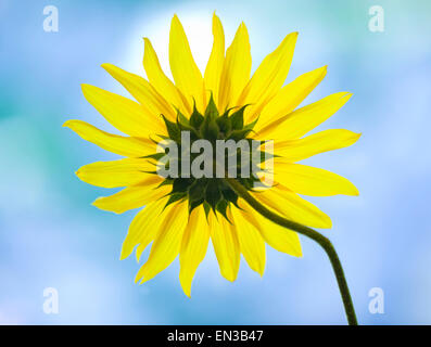 Close up di giallo girasole contro il cielo blu Foto Stock