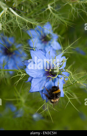 Regno Unito, Inghilterra, Somerset, Cheddon Fitzpaine, Hestercombe Gardens, grande Plat, Bumble Bee avanzamento sul fiore blu Foto Stock