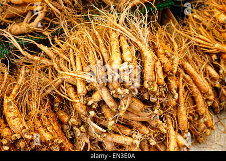 La folla di ginseng reale dal nord della Repubblica coreana. Foto Stock