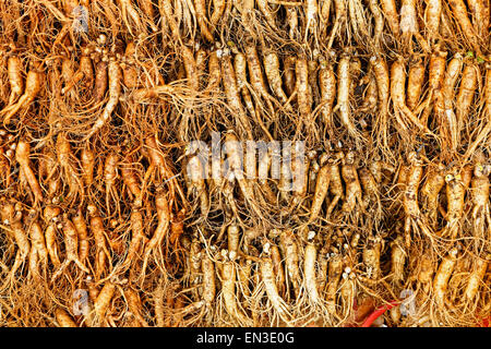 La folla di ginseng reale dal nord della Repubblica coreana. Foto Stock