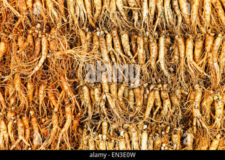 La folla di ginseng reale dal nord della Repubblica coreana. Foto Stock