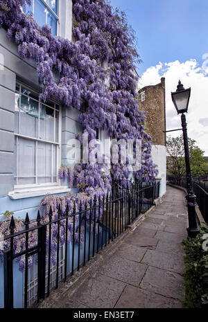 Il Glicine in piena fioritura su una casa Georgiana in Camden Town North London REGNO UNITO Foto Stock