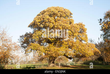 Arancione marrone castagno, Castanea saliva, foglie di autunno Woodborough, Wiltshire, Inghilterra, Regno Unito Foto Stock