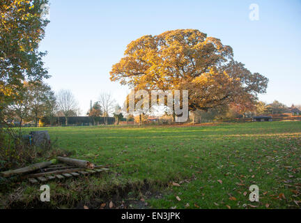 Arancione marrone castagno, Castanea saliva, foglie di autunno Woodborough, Wiltshire, Inghilterra, Regno Unito Foto Stock