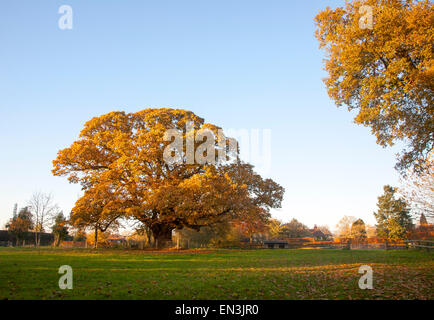 Arancione marrone castagno, Castanea saliva, foglie di autunno Woodborough, Wiltshire, Inghilterra, Regno Unito Foto Stock