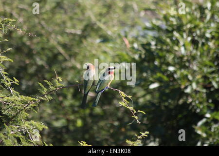 Con facciata bianca bee eater bird Foto Stock