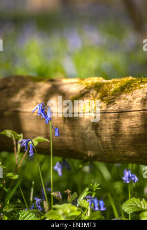 Wiltshire, Regno Unito. 27 apr, 2015. Sole primaverile si rompe attraverso gli alberi in un Wiltshire Bluebell legno. Credito: Terry Mathews/Alamy Live News Foto Stock