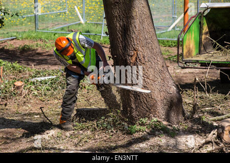 Bristol, Regno Unito. 27 apr, 2015. Un vecchio albero di quercia, che fu occupato dai manifestanti per diverse settimane prima che essi erano stati sfrattati, è abbattuto come si guarda da dietro un muro di sicurezza. Belinda Faulkes di risalita, il gruppo che ha cercato di proteggere il verde-campo sito, descritto come un "annuncio il giorno". Questa parte del Metrobus di sviluppo è stata controversa in un anno che Bristol è la capitale verde europea. Bristol, Regno Unito. Il 27 aprile 2015. Credito: Fotografia Redorbital/Alamy Live News Foto Stock