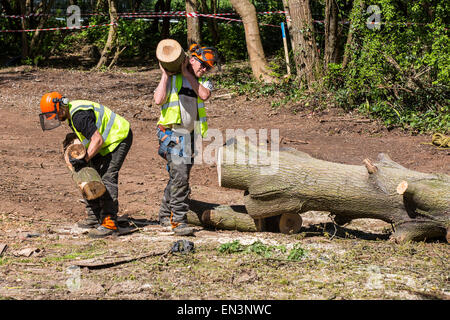 Bristol, Regno Unito. 27 apr, 2015. Un vecchio albero di quercia, che fu occupato dai manifestanti per diverse settimane prima che essi erano stati sfrattati, è abbattuto come si guarda da dietro un muro di sicurezza. Belinda Faulkes di risalita, il gruppo che ha cercato di proteggere il verde-campo sito, descritto come un "annuncio il giorno". Questa parte del Metrobus di sviluppo è stata controversa in un anno che Bristol è la capitale verde europea. Bristol, Regno Unito. Il 27 aprile 2015. Credito: Fotografia Redorbital/Alamy Live News Foto Stock