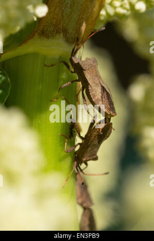 Pentatomidae Picromerus coniugata. Foto Stock
