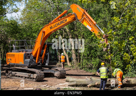 Bristol, Regno Unito. 27 apr, 2015. Un vecchio albero di quercia, che fu occupato dai manifestanti per diverse settimane prima che essi erano stati sfrattati, è abbattuto come si guarda da dietro un muro di sicurezza. Belinda Faulkes di risalita, il gruppo che ha cercato di proteggere il verde-campo sito, descritto come un "annuncio il giorno". Questa parte del Metrobus di sviluppo è stata controversa in un anno che Bristol è la capitale verde europea. Bristol, Regno Unito. Il 27 aprile 2015. Credito: Fotografia Redorbital/Alamy Live News Foto Stock