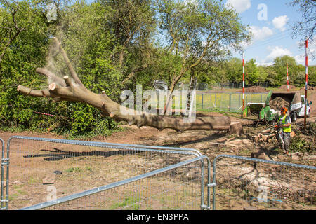 Bristol, Regno Unito. 27 apr, 2015. Un vecchio albero di quercia, che fu occupato dai manifestanti per diverse settimane prima che essi erano stati sfrattati, è abbattuto come si guarda da dietro un muro di sicurezza. Belinda Faulkes di risalita, il gruppo che ha cercato di proteggere il verde-campo sito, descritto come un "annuncio il giorno". Questa parte del Metrobus di sviluppo è stata controversa in un anno che Bristol è la capitale verde europea. Bristol, Regno Unito. Il 27 aprile 2015. Credito: Fotografia Redorbital/Alamy Live News Foto Stock
