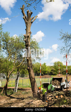Bristol, Regno Unito. 27 apr, 2015. Un vecchio albero di quercia, che fu occupato dai manifestanti per diverse settimane prima che essi erano stati sfrattati, è abbattuto come si guarda da dietro un muro di sicurezza. Belinda Faulkes di risalita, il gruppo che ha cercato di proteggere il verde-campo sito, descritto come un "annuncio il giorno". Questa parte del Metrobus di sviluppo è stata controversa in un anno che Bristol è la capitale verde europea. Bristol, Regno Unito. Il 27 aprile 2015. Credito: Fotografia Redorbital/Alamy Live News Foto Stock