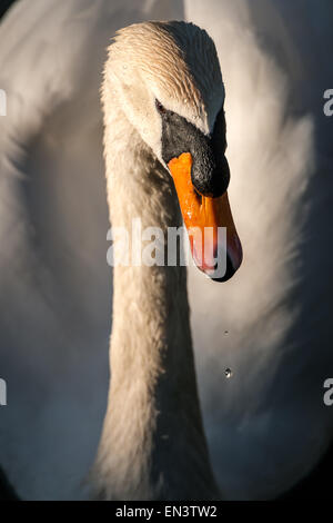 Cigno - Cygnus olor Foto Stock