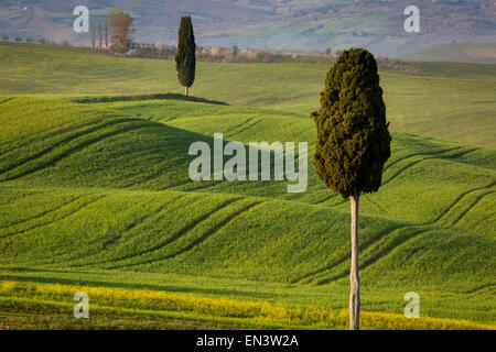 Cipressi e tortuosa strada a villa vicino a Pienza, Toscana, Italia Foto Stock