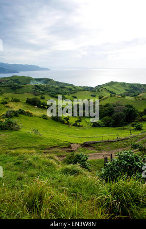 Il bestiame pascola pascoli aperti che si affacciano sull'oceano sull isola di Sabtang, provincia di Batanes, Filippine, il 16 dicembre 2014 Foto Stock