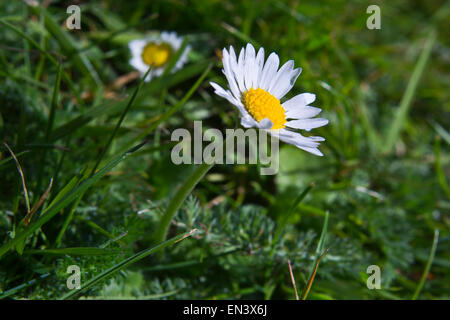 Comune di fiori a margherita in prato Bellis perennis Foto Stock