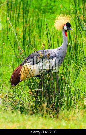 Balearica regulorum, Grey Crowned Crane in Ngorongoro Conservation Area, Tanzania Africa. Foto Stock