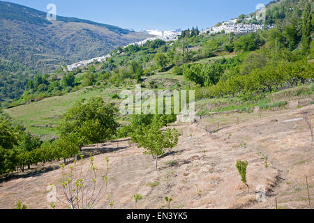 Villaggio di Capileira nel fiume Rio Gola di Poqueira valley, alta alpujarras Sierra Nevada, provincia di Granada, Spagna Foto Stock