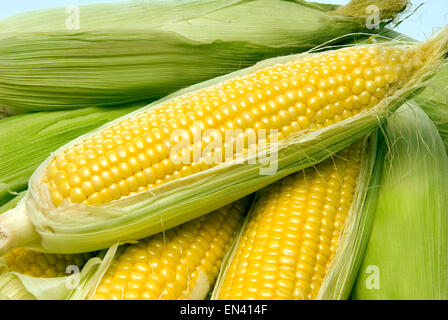 Freschi e deliziosi prelevato le orecchie del giallo mais dolce. Foto Stock