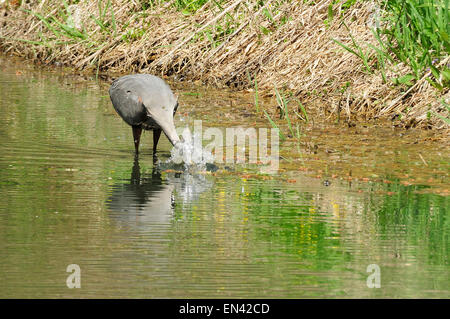 Airone blu testa battente dopo che il pesce . (Ardea erodiade) Foto Stock