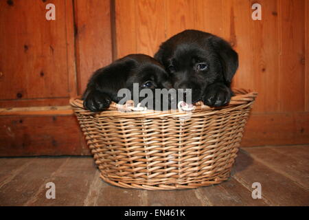 Due cuccioli in un cesto di vimini. Foto Stock