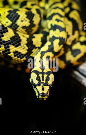 Animali: jungle carpet python, Morelia spilota cheynei, su un ramo di un albero di close-up shot Foto Stock