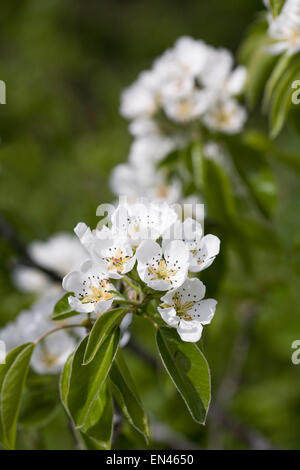 Pyrus fiorisce in primavera. Foto Stock