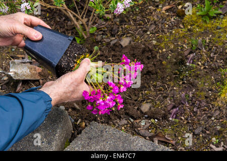 L'uomo prendendo una fioritura Lewisia fuori di una pentola prima di piantare in giardino. Foto Stock