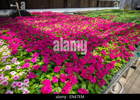 Vinca le piante in attesa di distribuzione ai parchi della città sono visibili in New York Parchi Dept. Queens serra e vivaio, situato nel parco della foresta, Sabato, 25 aprile 2015. Il orticoltori dei parchi Dept. ha organizzato un open house per i visitatori di ammirare il loro lavoro e i 100 anni di serra, prevista per il restauro e miglioramenti. (© Richard B. Levine) Foto Stock