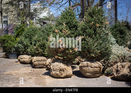 Alberi sempreverdi in attesa di distribuzione ai parchi della città sono visibili in New York Parchi Dept. Queens serra e vivaio, situato nel parco della foresta, Sabato, 25 aprile 2015. Il orticoltori dei parchi Dept. ha organizzato un open house per i visitatori di ammirare il loro lavoro e i 100 anni di serra, prevista per il restauro e miglioramenti. (© Richard B. Levine) Foto Stock