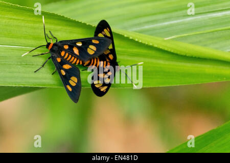 Antenna bianco Wasp falene sul lasciare Foto Stock