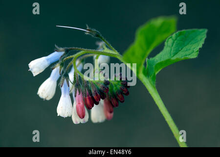 Comfrey, Symphytum 'Hidcote Blue' Foto Stock