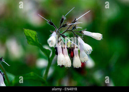 Comfrey, Symphytum 'Hidcote Blue' Foto Stock