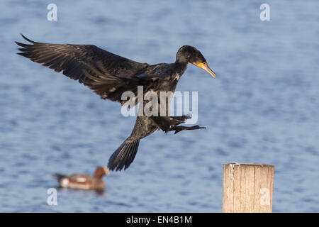 Cormorano Phalacrocorax carbo sinensis, Phalacrocoracidae, atterra su un palo Foto Stock