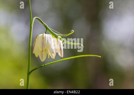 Close-up di un selvaggio bianco Fritillaria meleagris in un bosco su un prato. Foto Stock