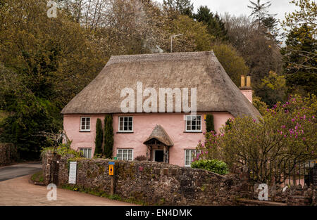 Splendido colore rosa cottage con il tetto di paglia chiamato Rose Cottage nello splendido villaggio di Cockington in Devon Foto Stock