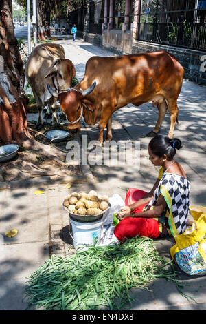 Mumbai India,Fort Mumbai,Veer Nariman Road,donna donna donne,mucca,strada,venditori bancarelle stand mercato stand,India150226103 Foto Stock