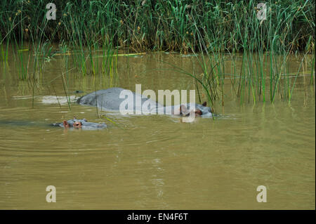Femmina adulta Ippona, Hippopotamus amphibius, con i giovani vitelli sommerso in acqua marrone vicino al letto di reed in St Lucia Estuary, iSimagoliso Wetland Park, KZN Foto Stock