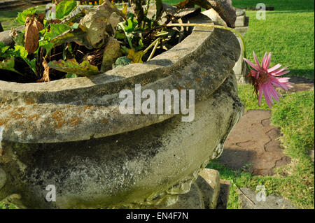 Close up, dettaglio, morendo fiore rosa appeso oltre il bordo del vaso a spiovente, ironia, piante, giardini, natura, triste, still life Foto Stock