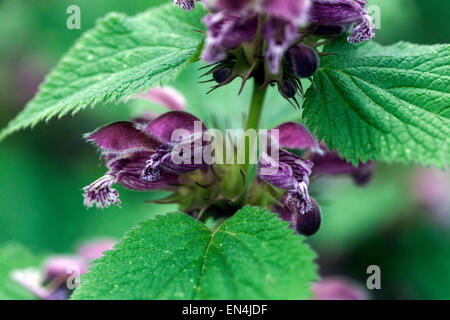 Morto gigante ortica, Lamium orvala Foto Stock