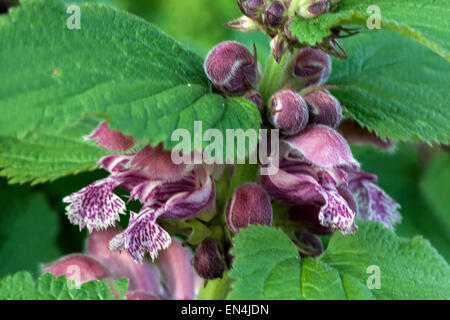 Morto gigante ortica, Lamium orvala close up Foto Stock